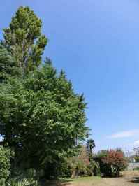 140912gingko1.jpg