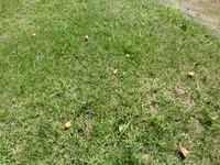 140912gingko2.jpg