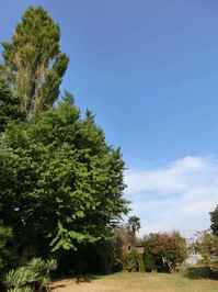 140921gingko1.jpg