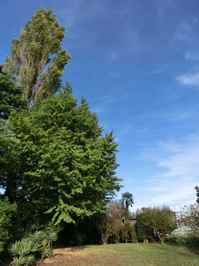 141006gingko1.jpg