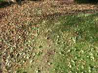 141006gingko2.jpg