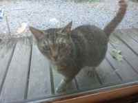 141006mamaneko.jpg