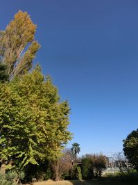 141115gingkotree.jpg