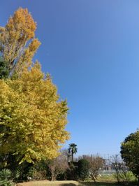 141122gingkotree.jpg