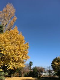 141126gingkotree1.jpg