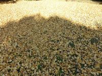 141126gingkotree2.jpg
