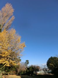 141202gingkotree.jpg
