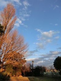 141213gingkotree.jpg
