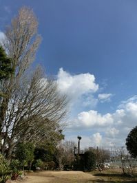 150220gingkotree.jpg