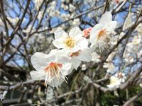 150312plum.jpg