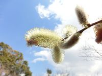 150312pussywillow1.jpg