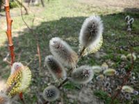 150312pussywillow2.jpg