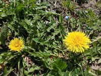 150326dandelion.jpg