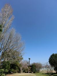 150326gingkotree.jpg