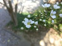 150326whiteflower.jpg
