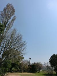 150330gingkotree.jpg