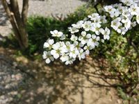150330whiteflower.jpg