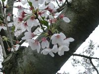 150406sakura.jpg