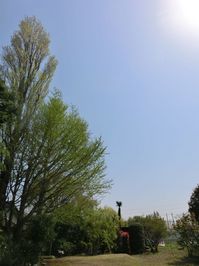 150418gingkotree.jpg