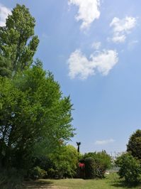 150426gingkotree.jpg