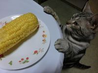 150628bonawithcorn.jpg