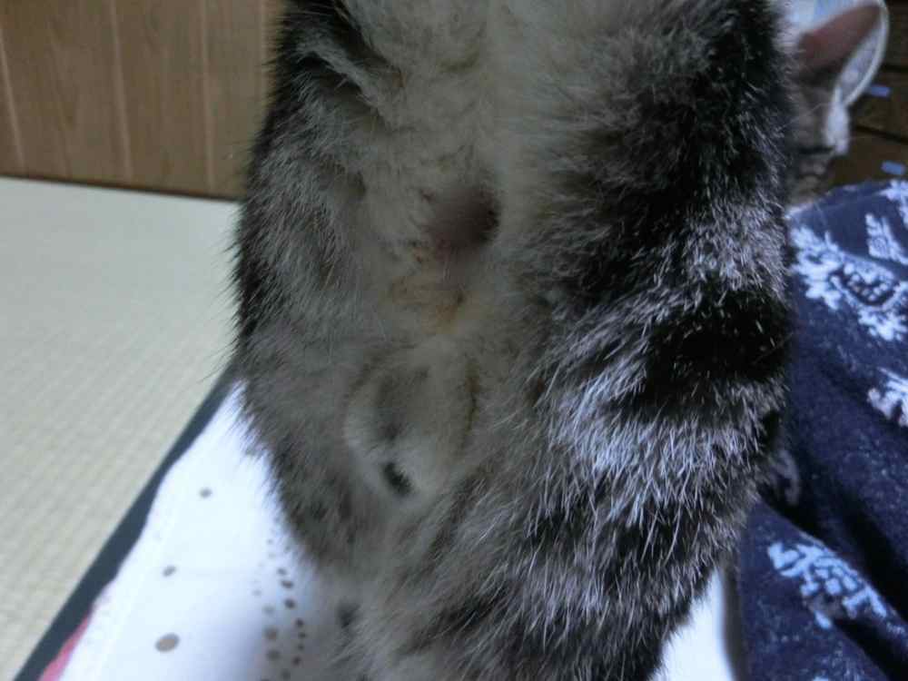 http://village-diary.com/blog/catsbonfamily/pict/140602bona1.jpg