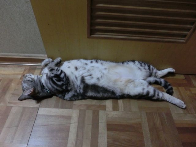 http://village-diary.com/blog/catsbonfamily/pict/140803bona.jpg