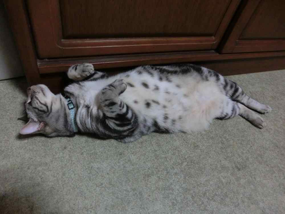 http://village-diary.com/blog/catsbonfamily/pict/140808bona.jpg