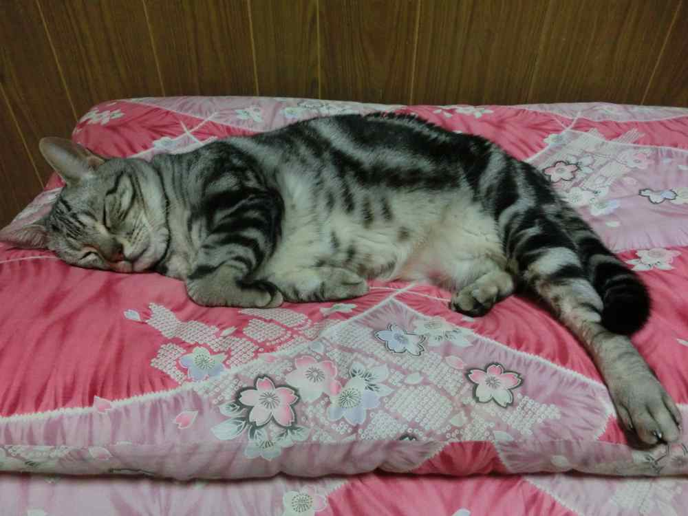 http://village-diary.com/blog/catsbonfamily/pict/140814bona1.jpg