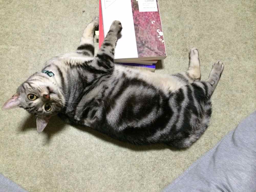http://village-diary.com/blog/catsbonfamily/pict/140815bona.jpg