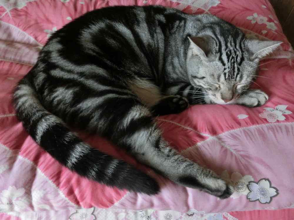 http://village-diary.com/blog/catsbonfamily/pict/140816bona1.jpg