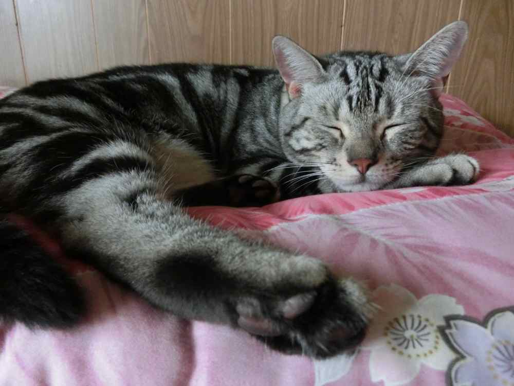 http://village-diary.com/blog/catsbonfamily/pict/140816bona2.jpg