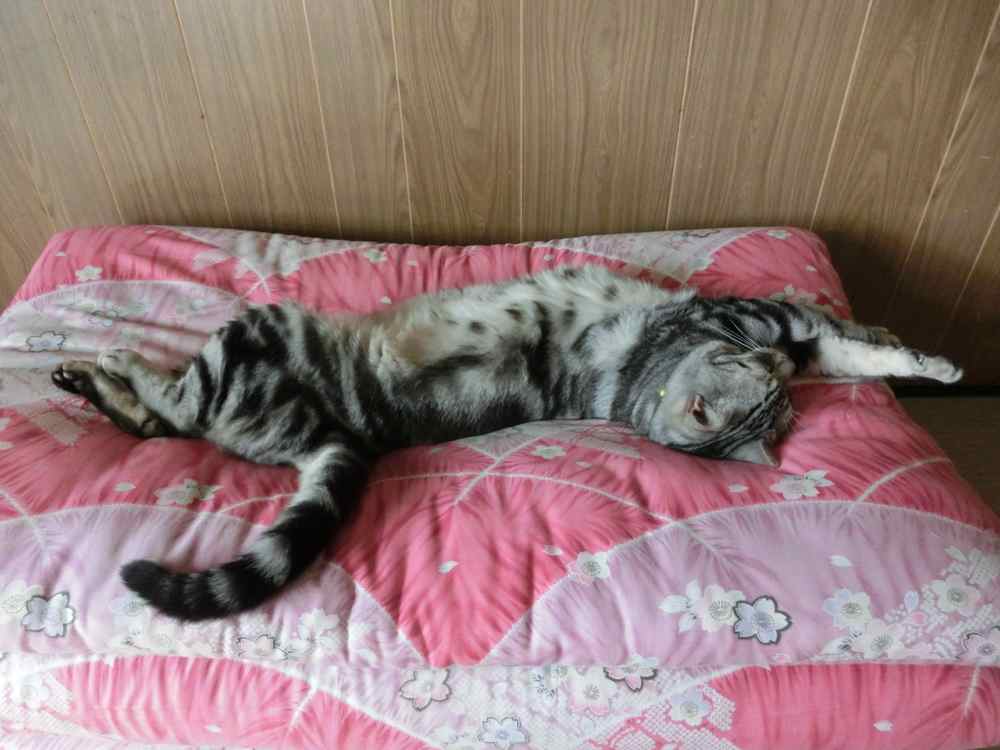 http://village-diary.com/blog/catsbonfamily/pict/140816bona3.jpg