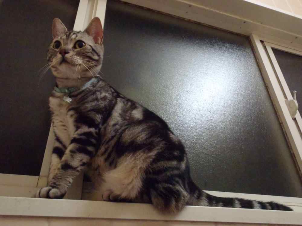http://village-diary.com/blog/catsbonfamily/pict/140822bona3.jpg