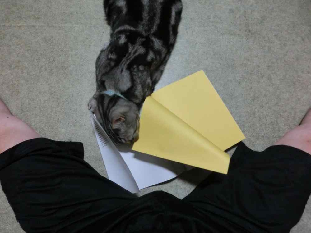 http://village-diary.com/blog/catsbonfamily/pict/140830bona2.jpg