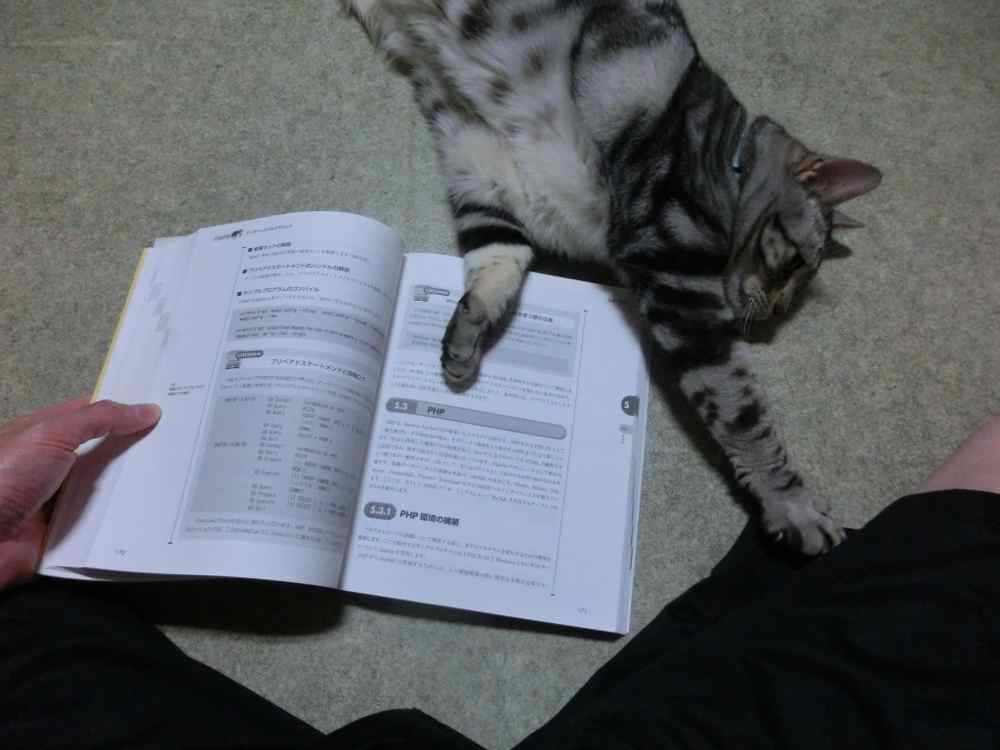 http://village-diary.com/blog/catsbonfamily/pict/140830bona3.jpg