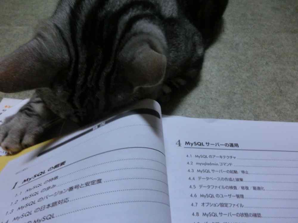 http://village-diary.com/blog/catsbonfamily/pict/140830bona5.jpg
