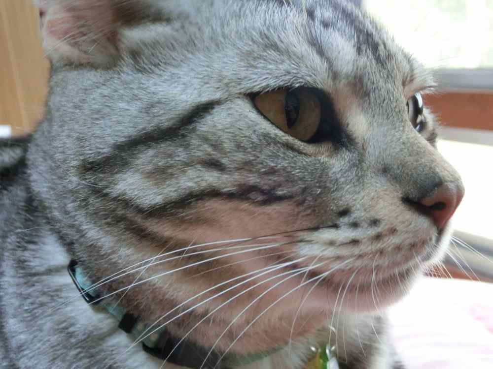 http://village-diary.com/blog/catsbonfamily/pict/140831bona1.jpg