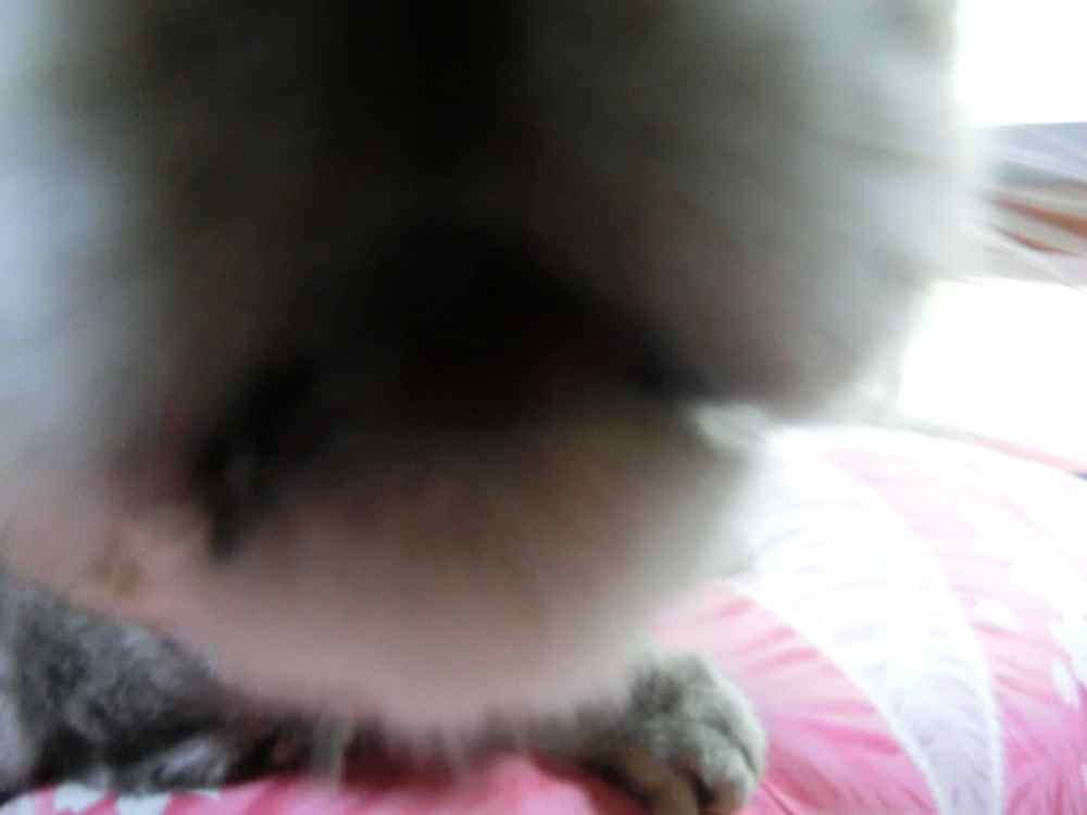 http://village-diary.com/blog/catsbonfamily/pict/140831bona2.jpg