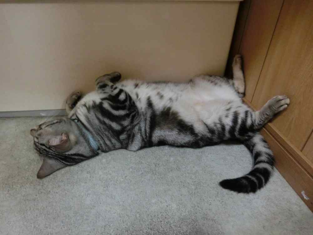 http://village-diary.com/blog/catsbonfamily/pict/140905bona1.jpg