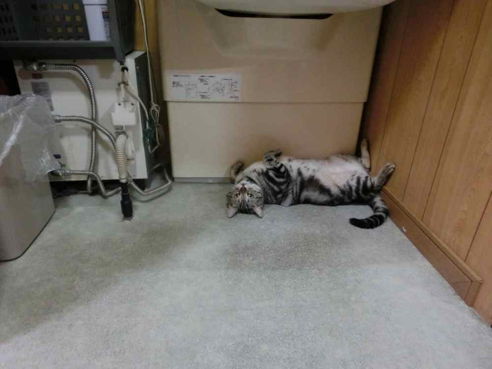 http://village-diary.com/blog/catsbonfamily/pict/140905bona2.jpg