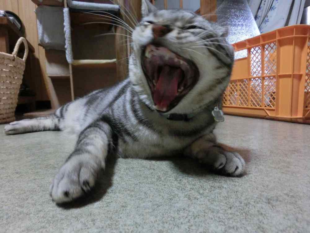 http://village-diary.com/blog/catsbonfamily/pict/140910bona1.jpg