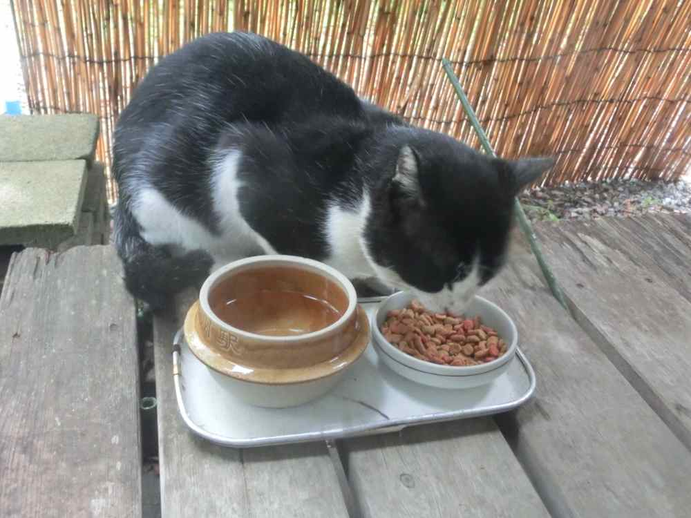 http://village-diary.com/blog/catsbonfamily/pict/140911kuroshiron.jpg