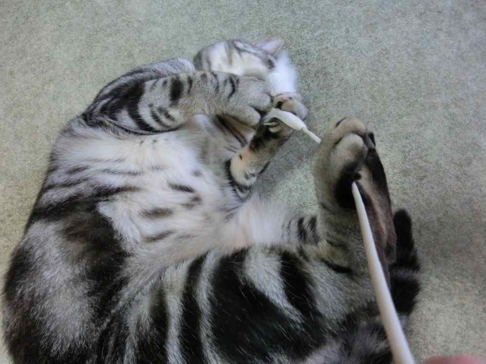 http://village-diary.com/blog/catsbonfamily/pict/140912bona1.jpg