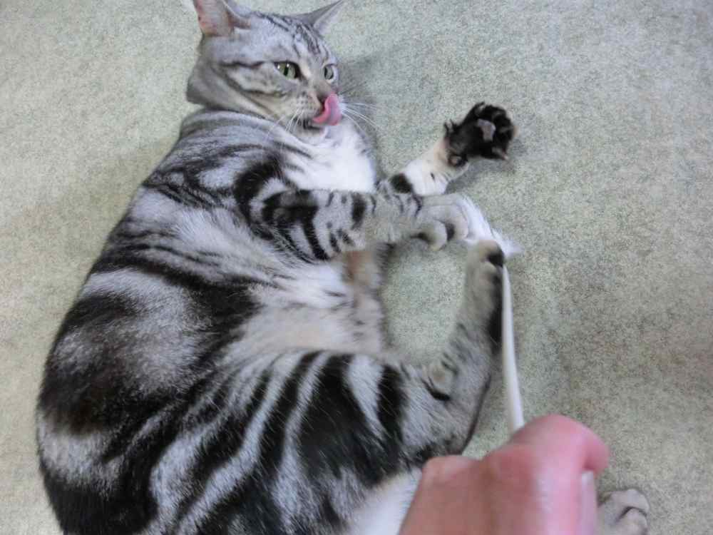 http://village-diary.com/blog/catsbonfamily/pict/140912bona2.jpg