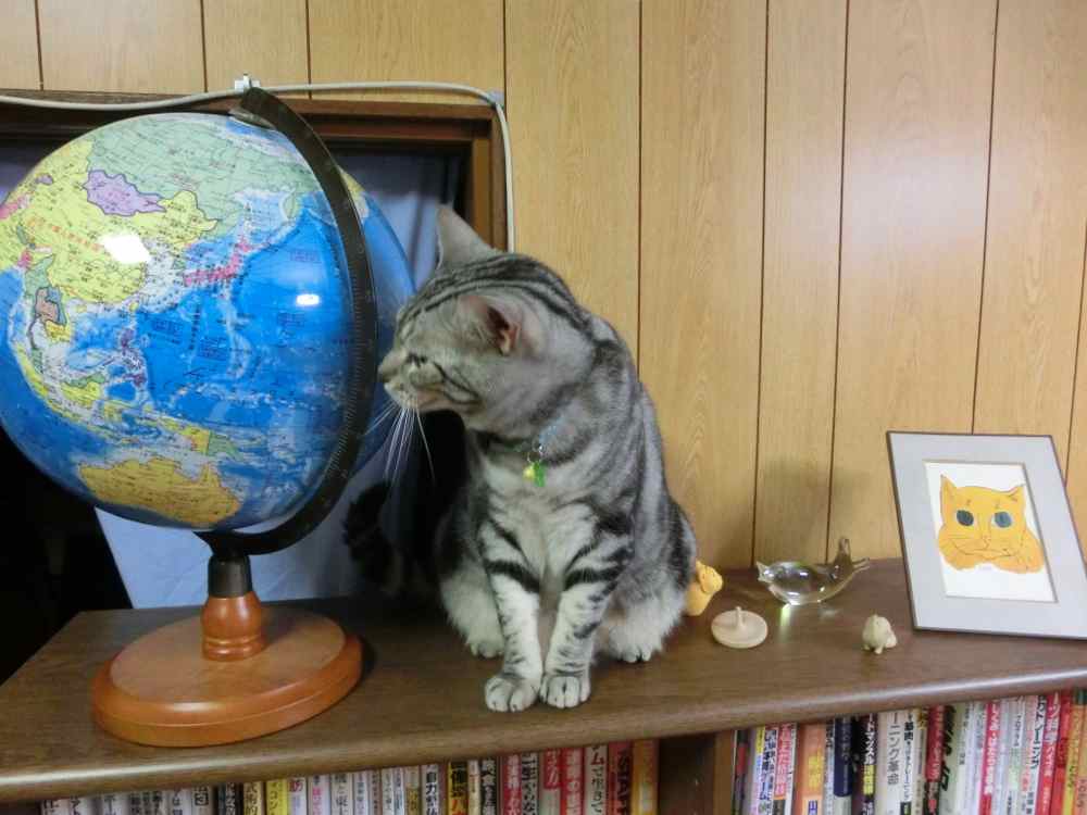 http://village-diary.com/blog/catsbonfamily/pict/140912bona3.jpg
