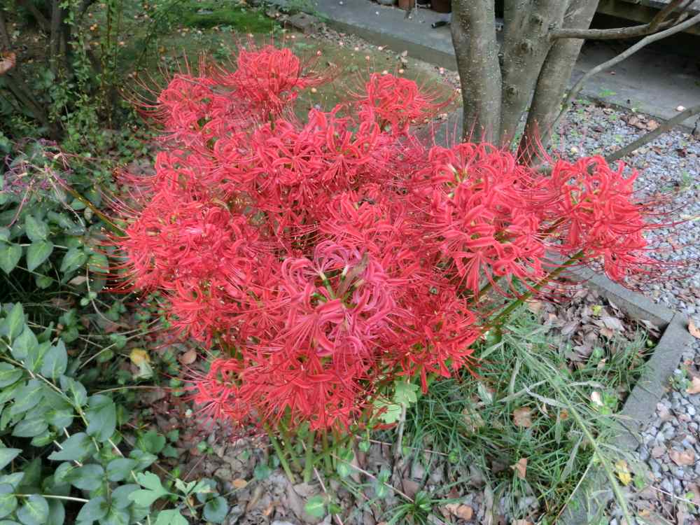 http://village-diary.com/blog/catsbonfamily/pict/140920higanbana1.jpg