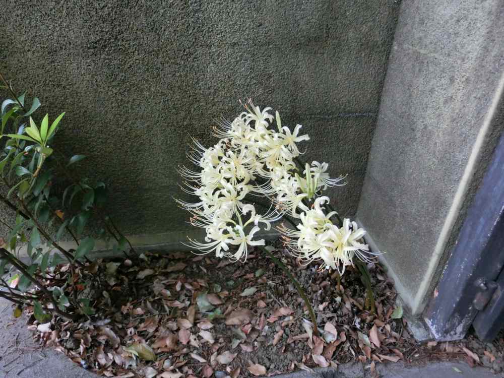 http://village-diary.com/blog/catsbonfamily/pict/140920higanbana3.jpg