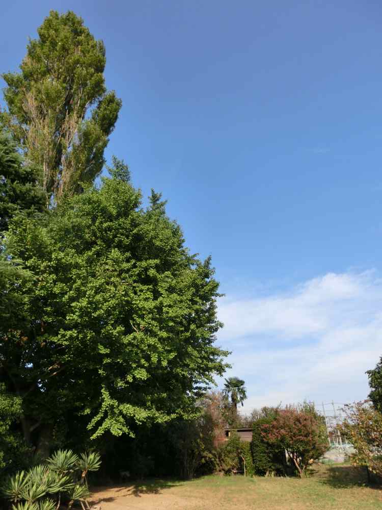 http://village-diary.com/blog/catsbonfamily/pict/140921gingko1.jpg
