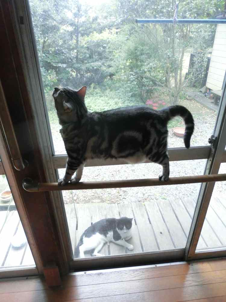 http://village-diary.com/blog/catsbonfamily/pict/140926bona1.jpg